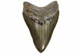 Serrated, Fossil Megalodon Tooth - Glossy Enamel #107250-1
